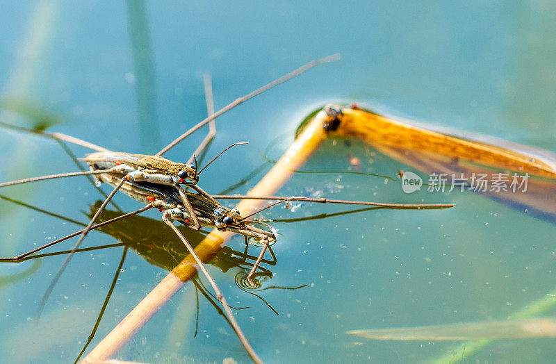 在池塘表面交配的一对水黾- Gerridae